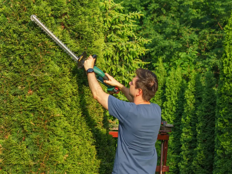 Landscaper trimming a tall hedge